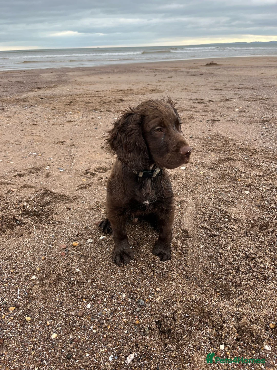Cocker Spaniel dogs for stud: Gorgeous Chocolate Working Cocker Spaniel - Advert 12