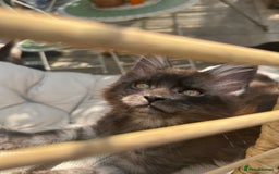 Maine Coon cats for sale: Stunning Black Smoke TiCA kittens  - Image 19