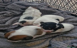 Jack Russell dogs for sale: Jack Russell puppies  - Advert 2