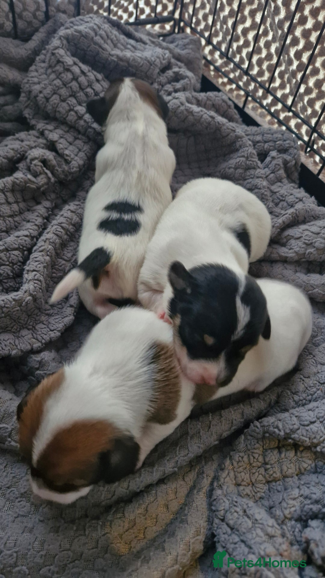 Jack Russell dogs for sale: Jack Russell puppies  - Advert 2