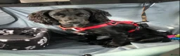 Sprocker dogs for sale: 1 Year old Sprocker Spaniel for adoption - Advert 8