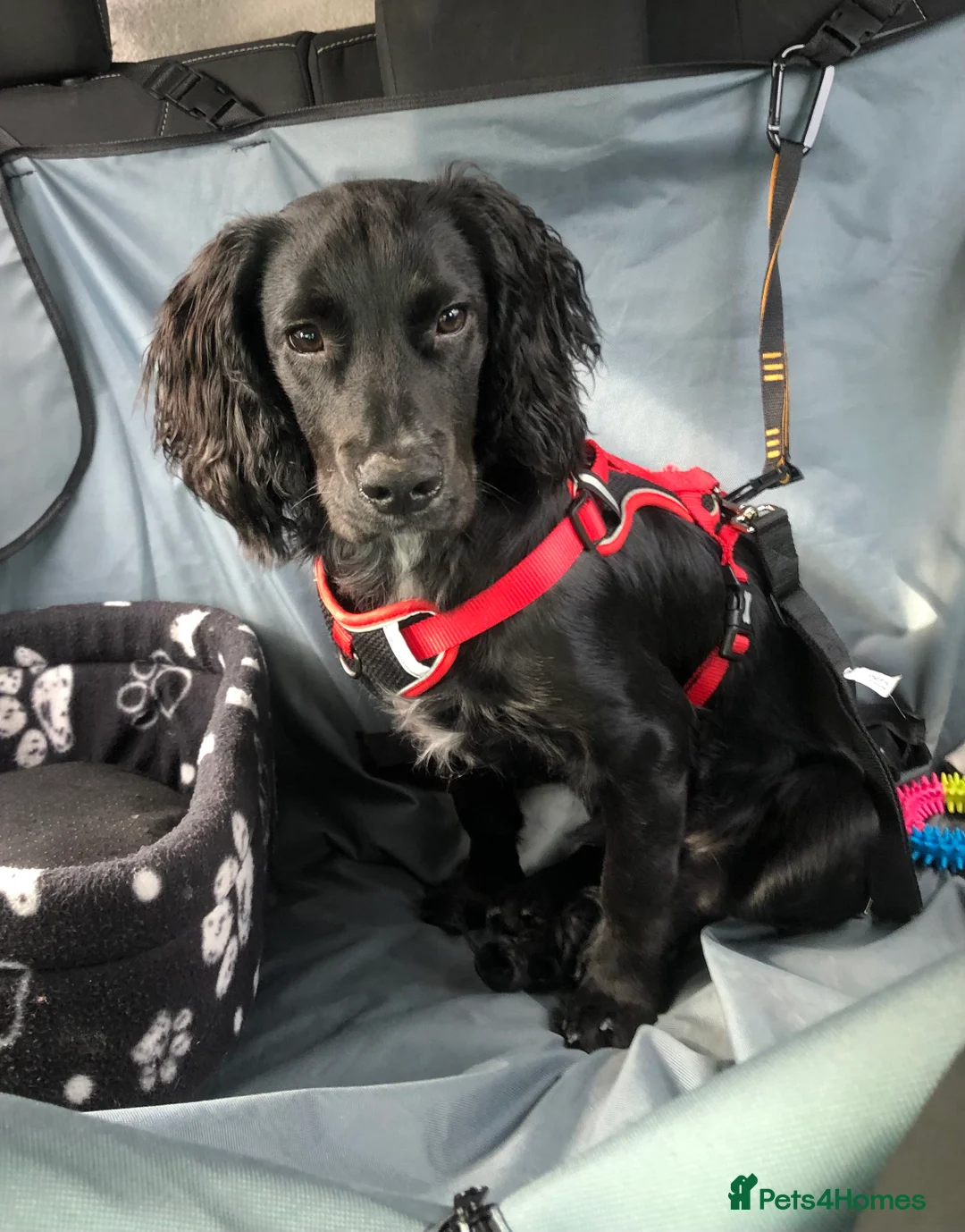 Sprocker dogs for sale: 1 Year old Sprocker Spaniel for adoption - Advert 8