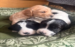 Cockapoo dogs for sale: Unique Cockapoo Puppies - Image 1