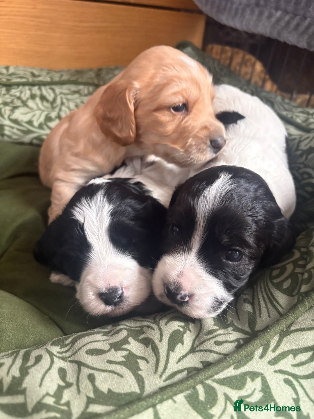 Cockapoo dogs for sale: Unique Cockapoo Puppies - Image 1