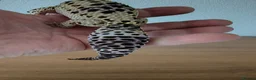 Leopard Gecko reptiles for sale: Leopard Gecko + Heated Vivarium - Advert 5