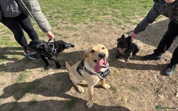Labrador Retriever dogs for stud: Golden Labrador retriever for stud  - Image 4