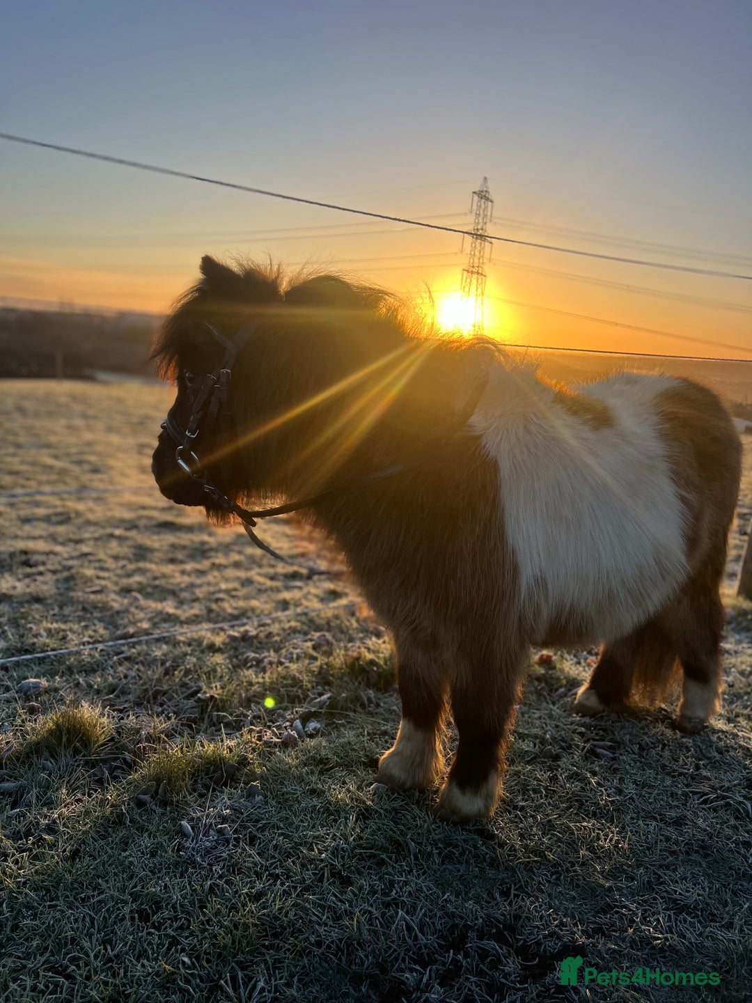 Shetland pony horses for sale: Registered Shetland pony  - Advert 2