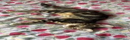 Mixed Breed cats for sale: Beautiful tabby girl - Advert 1