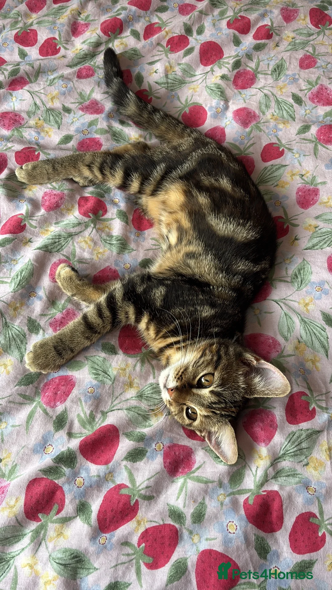 Mixed Breed cats for sale: Beautiful tabby girl - Advert 1