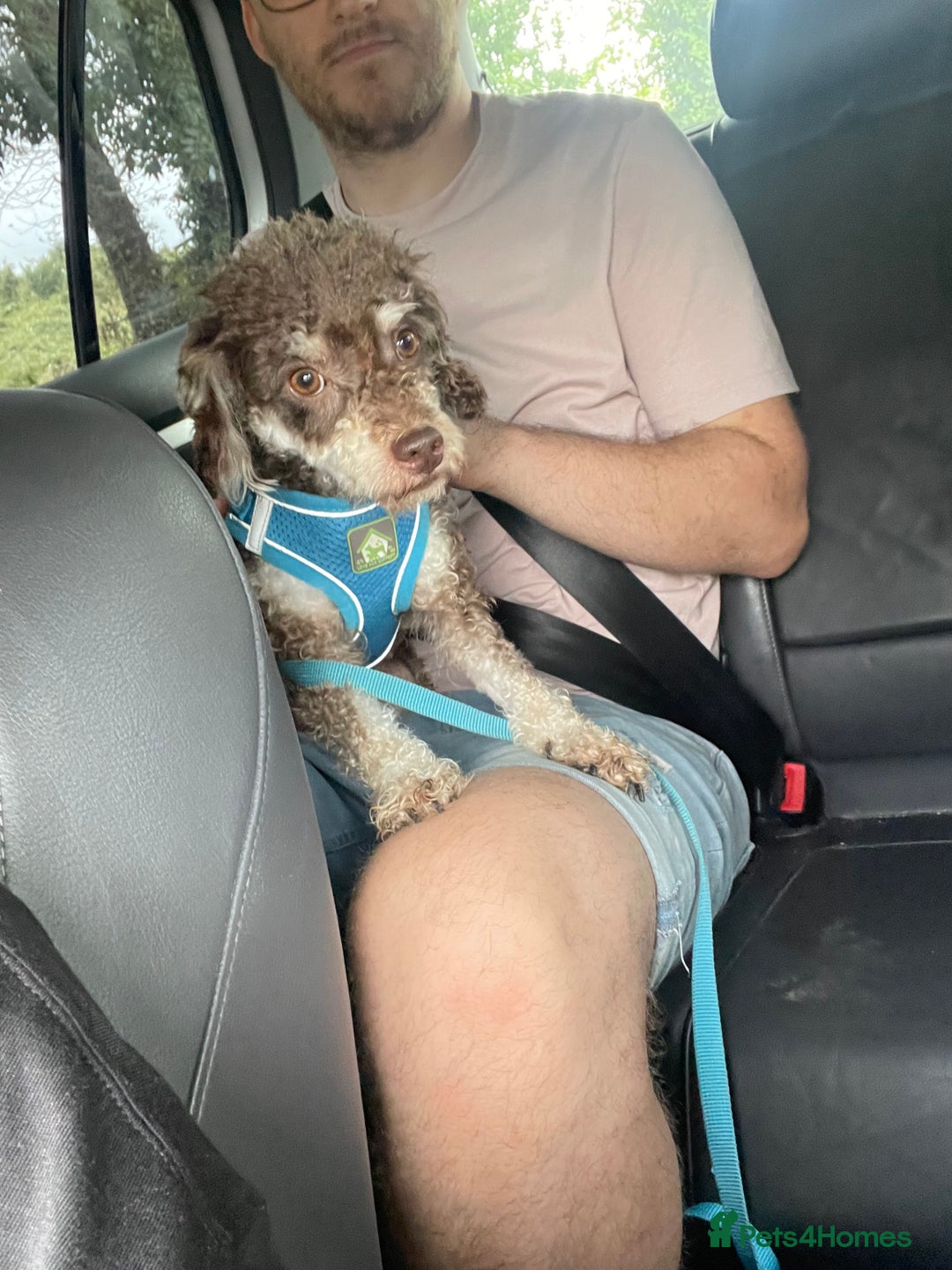 Toy Poodle dogs for sale: Toy poodle - Advert 3