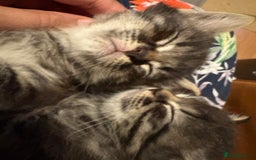 Siberian cats for sale: Beautiful mixed Siberian kittens - Image 1