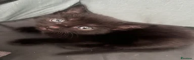 SHADOW