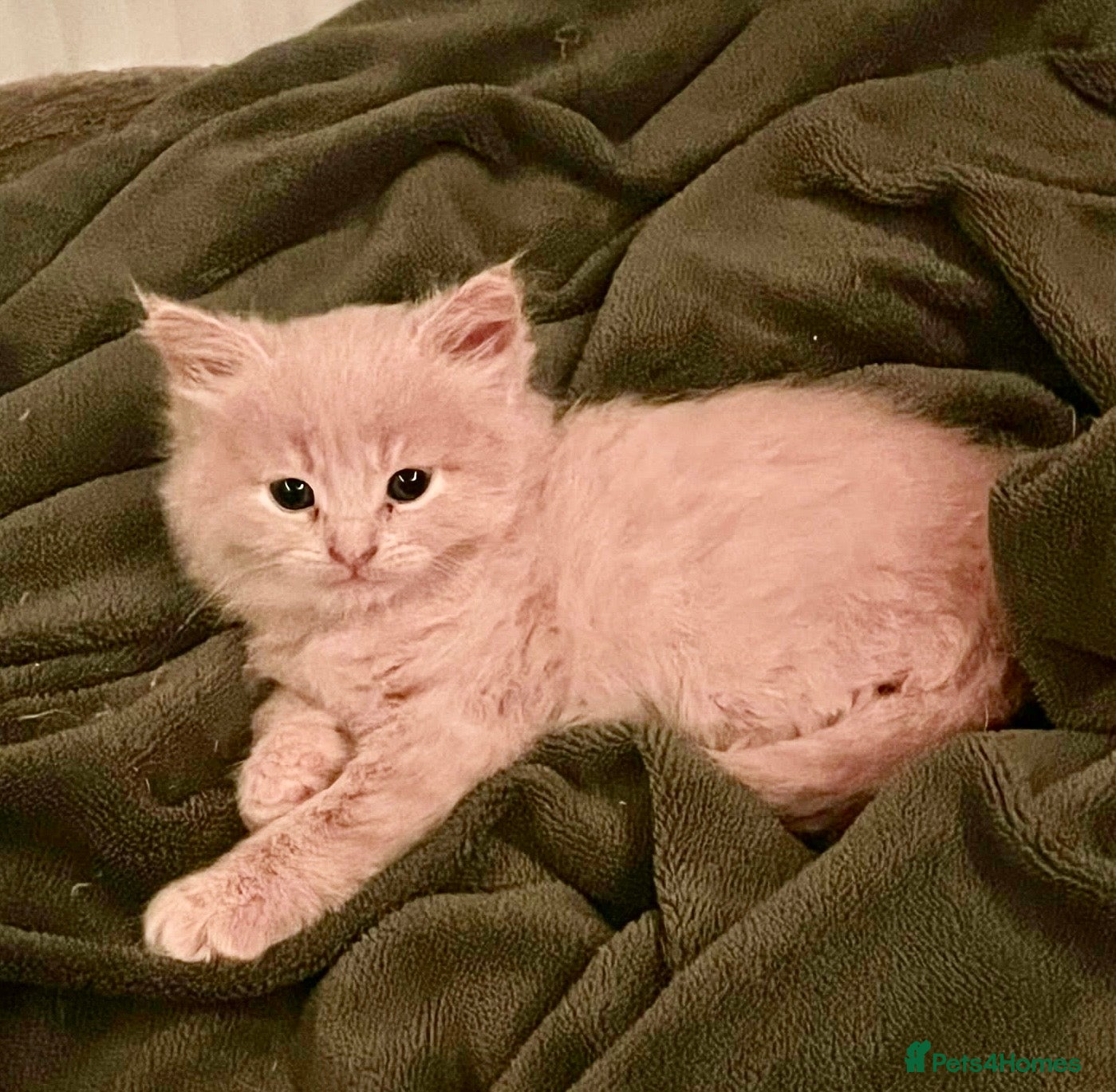 Mixed Breed cats for sale: Gorgeous ragdoll cross kittens  - Advert 9