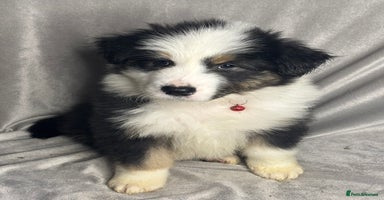 Australian Shepherd dogs KC registered Australian shepherd puppies 4 left - Advert 2