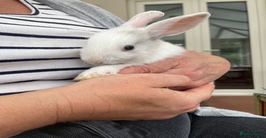 Lionhead rabbits - Advert 16
