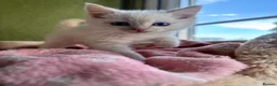 Ragdoll cats for sale: Sweet Ragdoll x angora - Advert 16