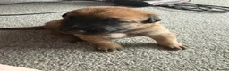 Belgian Shepherd Dog dogs for sale: Belgian Malinois Puppies  - Advert 22