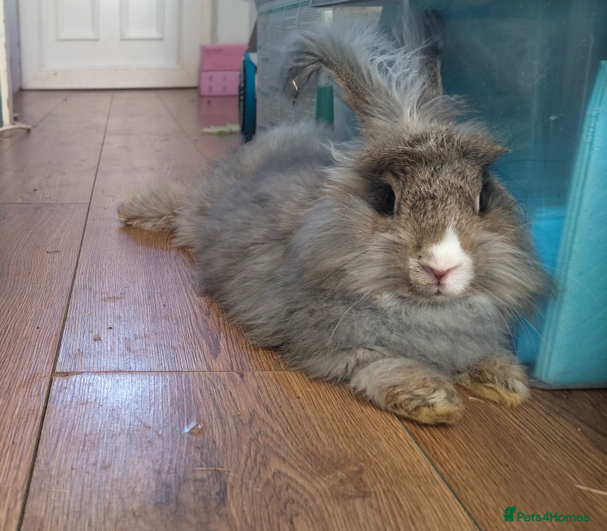 Angora rabbits 💜English Angora rabbits 💜 last girl and last boy - Advert 1