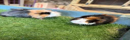 Guinea Pig rodents for sale: 2 male guinea pigs - Advert 1