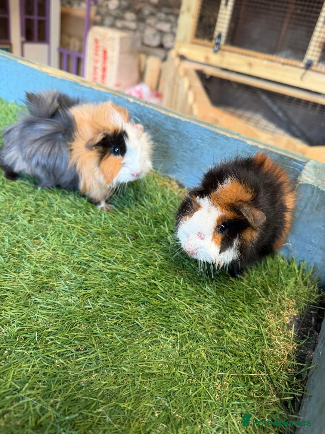 Guinea Pig rodents for sale: 2 male guinea pigs - Advert 1