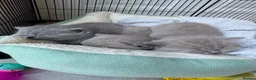 British Shorthair cats for sale: 3 beautiful Female BSH lilac and blues available  in Dartford - Advert 19