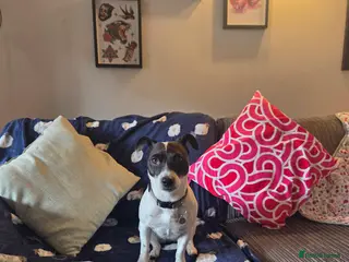 Jack Russell dogs Poppy - Advert 16