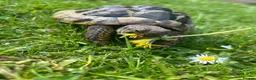Hermann Tortoise reptiles for sale: 2 Herman tortoise  in Stonehouse - Advert 1