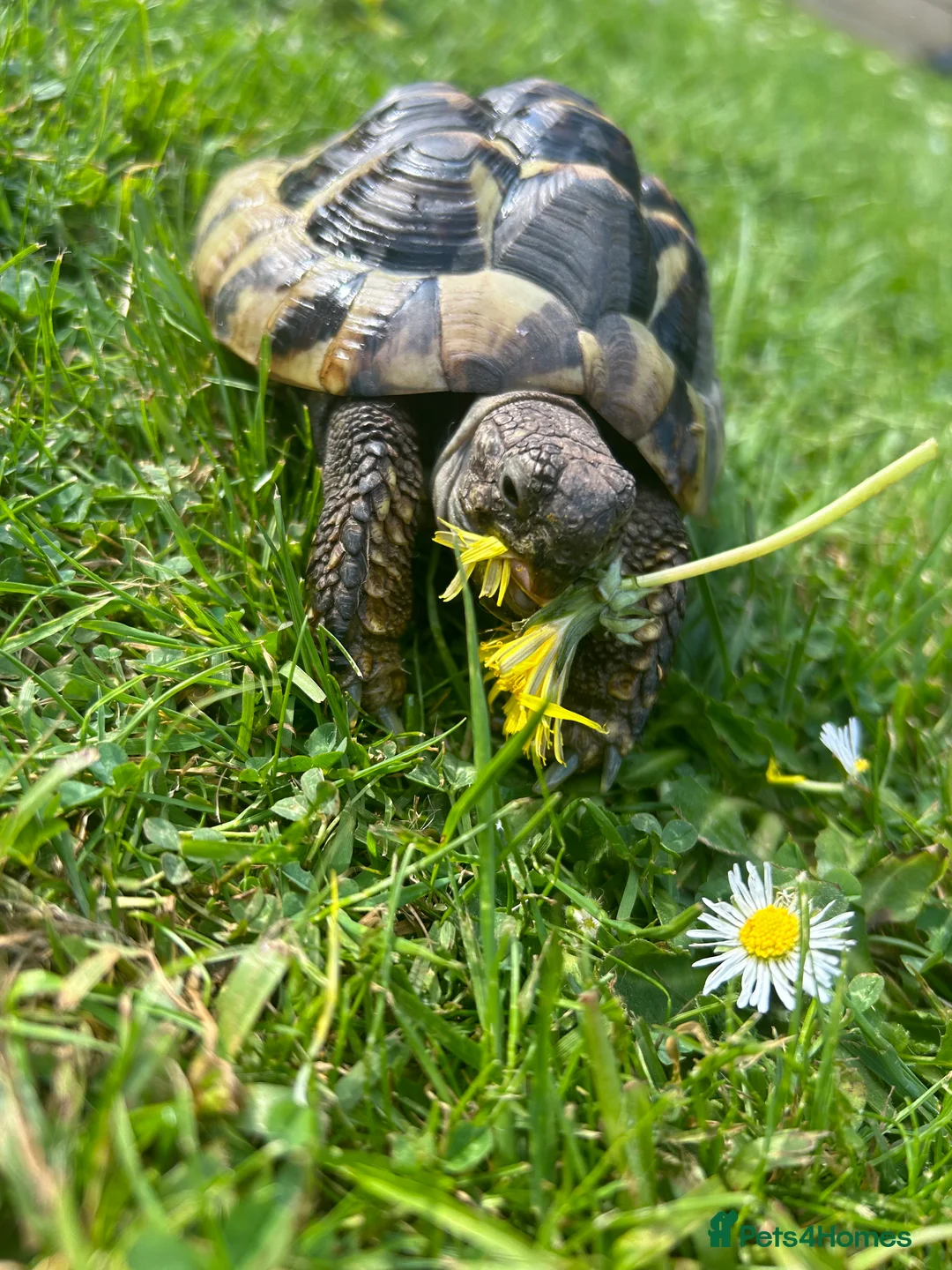 Hermann Tortoise reptiles for sale: 2 Herman tortoise  in Stonehouse - Advert 1