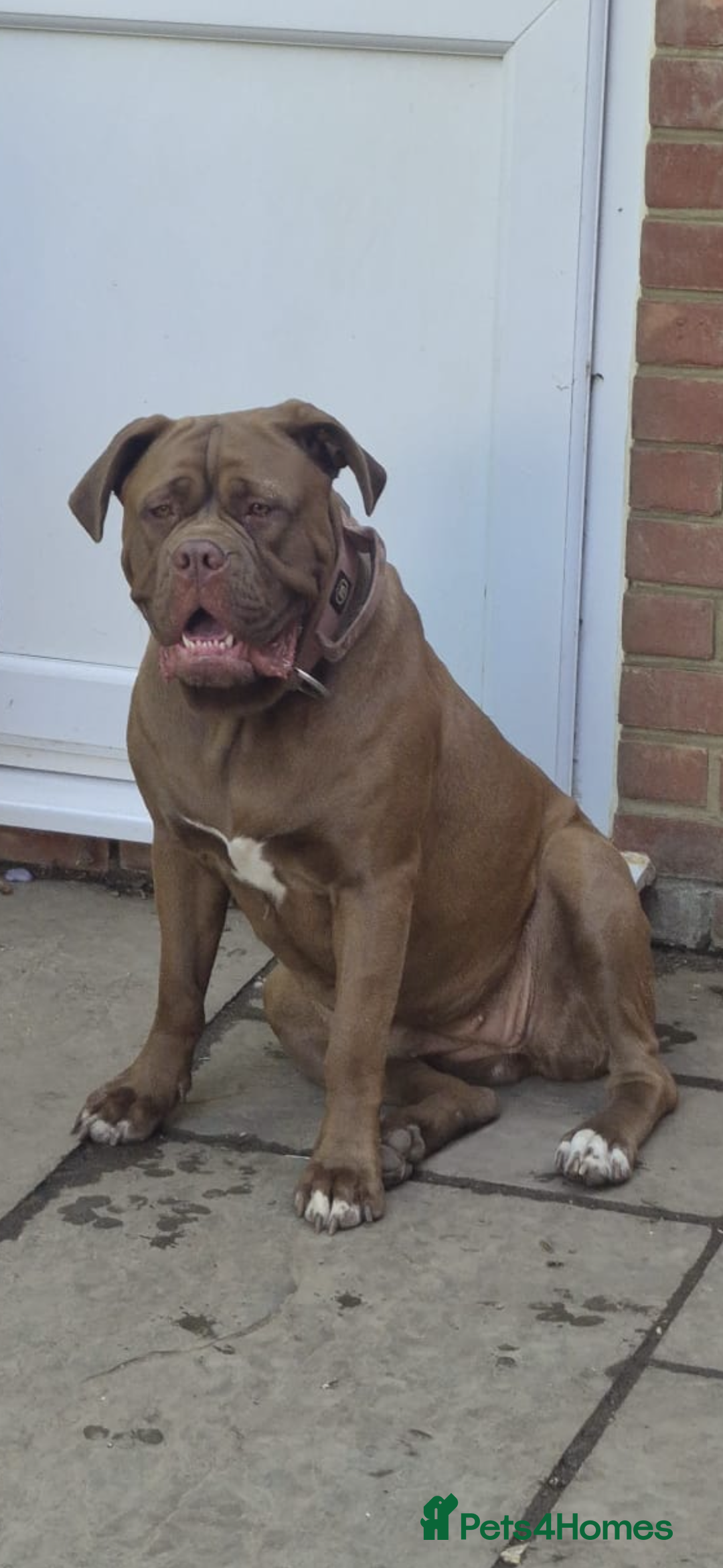 Mixed Breed dogs for sale: Puppies for Sale!! - Advert 2