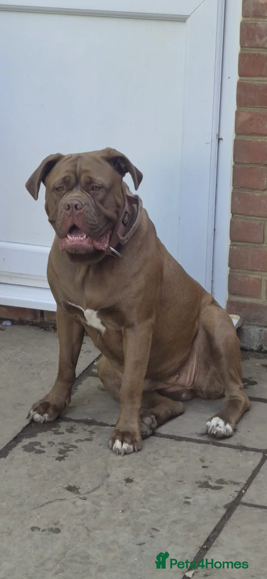 Mixed Breed dogs for sale: Puppies for Sale!! - Advert 2