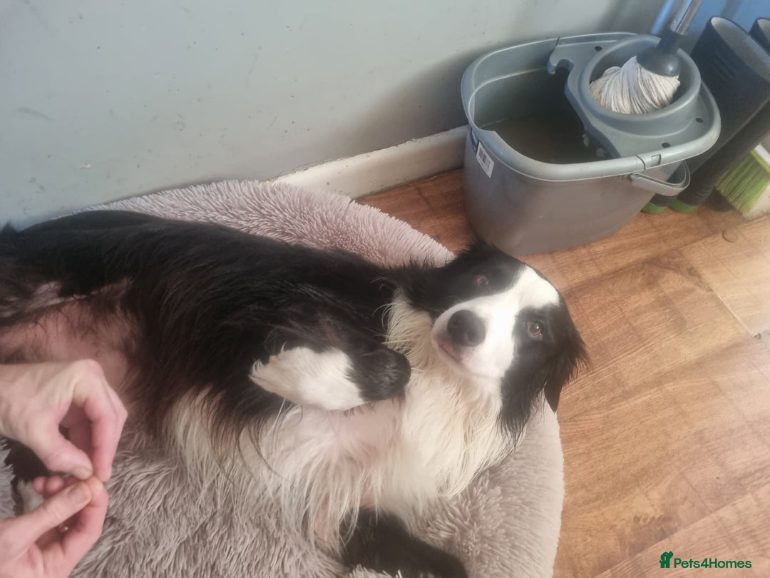 Border Collie dogs for stud: Charlie - Advert 3