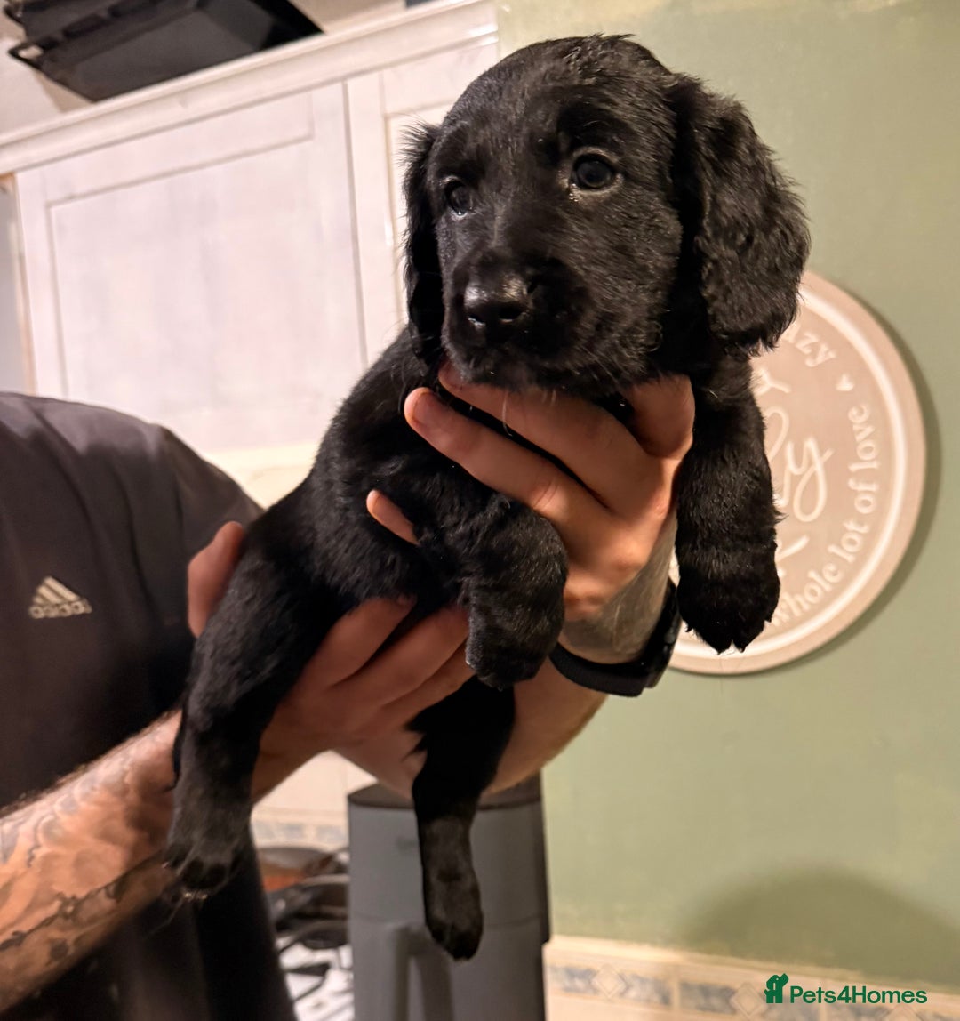 Mixed Breed dogs for sale: Border collie x cocker spaniel  - Advert 2
