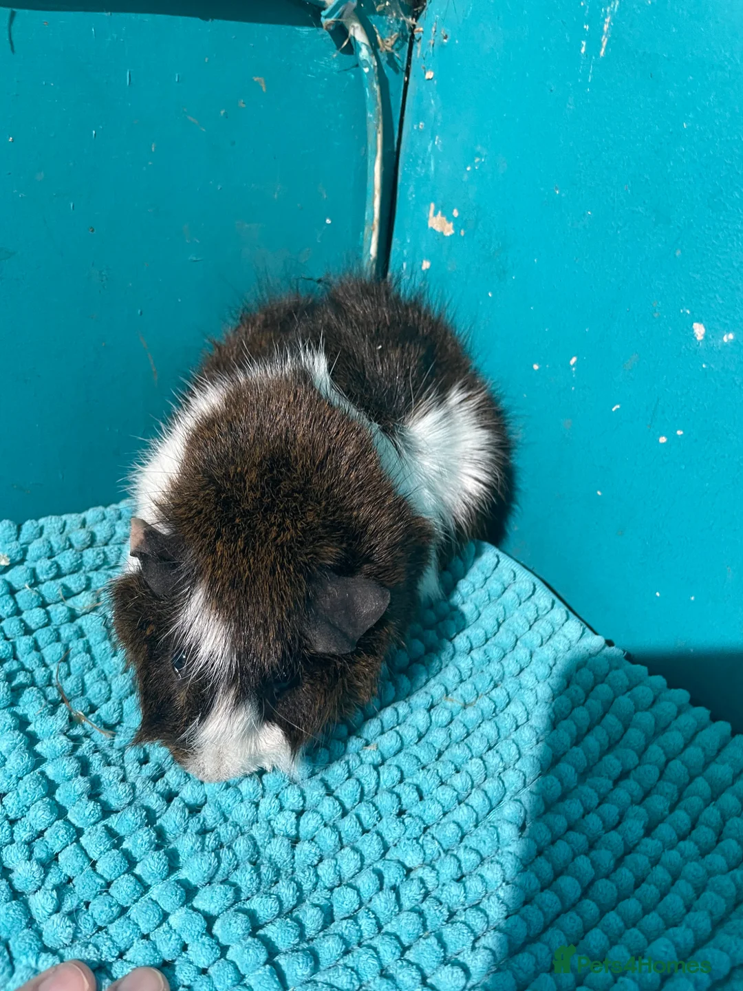 Guinea Pig rodents for sale: Lovely Male Guinea pig  - Advert 4