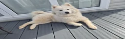 Samoyed dogs for sale: Beautiful samoyed litter - Advert 7