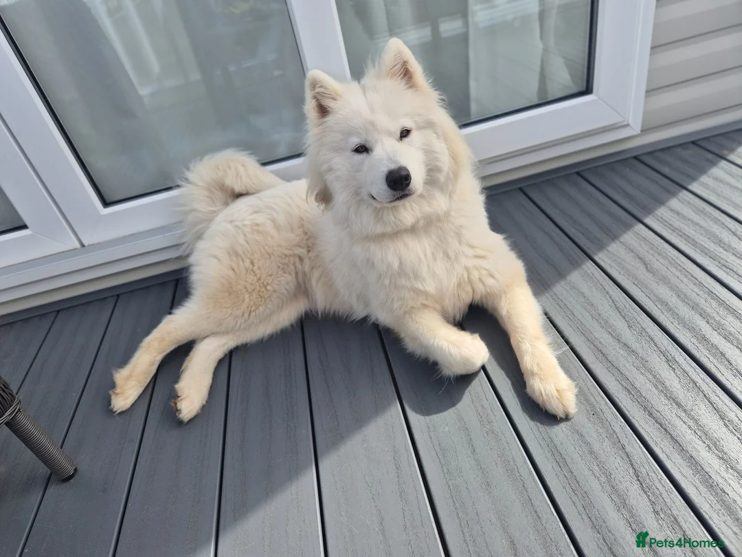 Samoyed dogs for sale: Beautiful samoyed litter - Advert 7