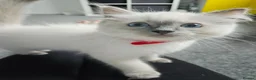 Ragdoll cats for sale: ❤️Beautiful RAGDOLL KITTEN ❤️ - Advert 19