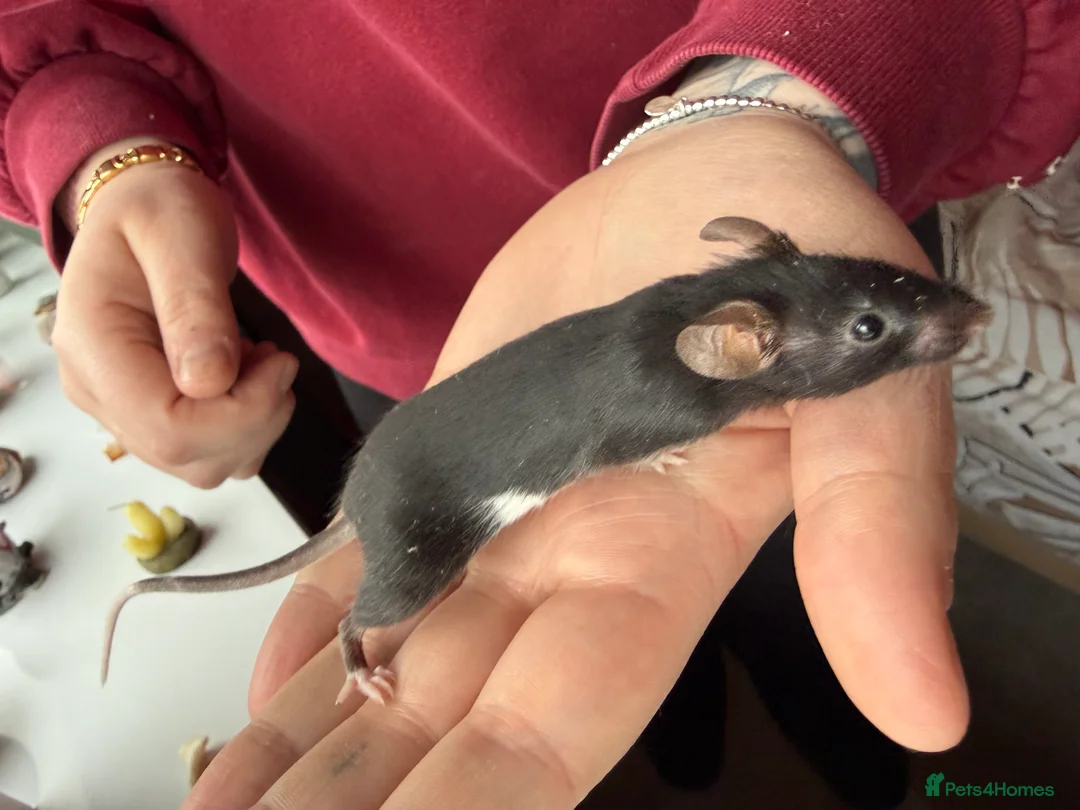 Mouse rodents for sale: Tri colour mice looking for new homes - Advert 8