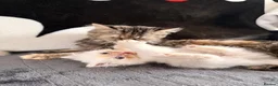 Persian cats for sale: ❗️One Left❗️ Persian kittens for sale 🥰 - Advert 9