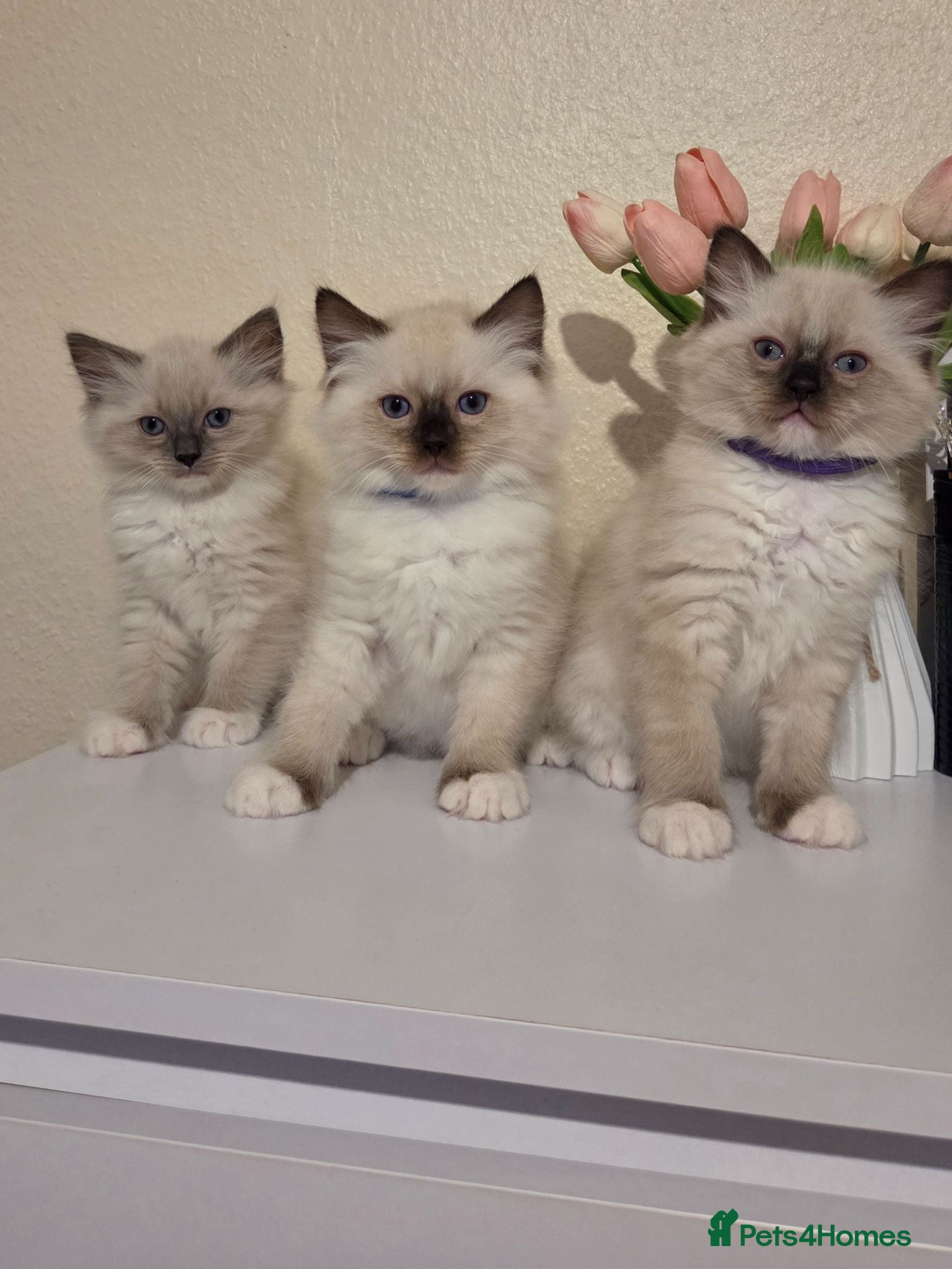 Ragdoll cats Chunky Ragdoll Kittens  - Advert 8