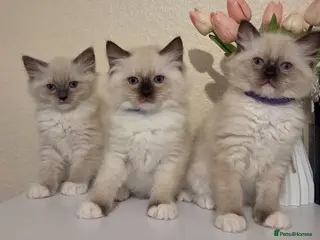 Ragdoll cats Chunky Ragdoll Kittens - Advert 8