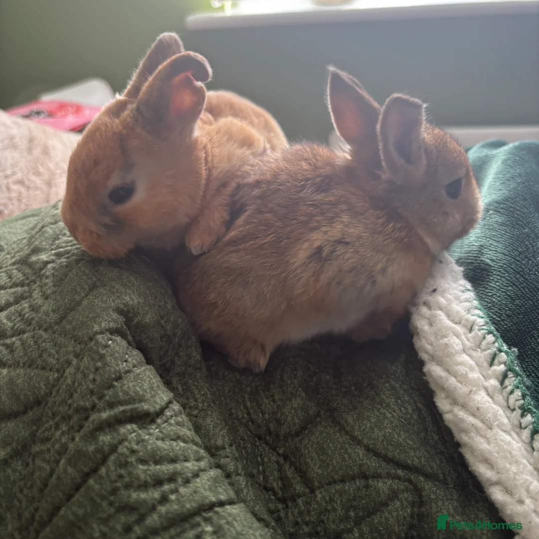Mixed Breed rabbits for sale: Two beautiful baby bunnies - Advert 3