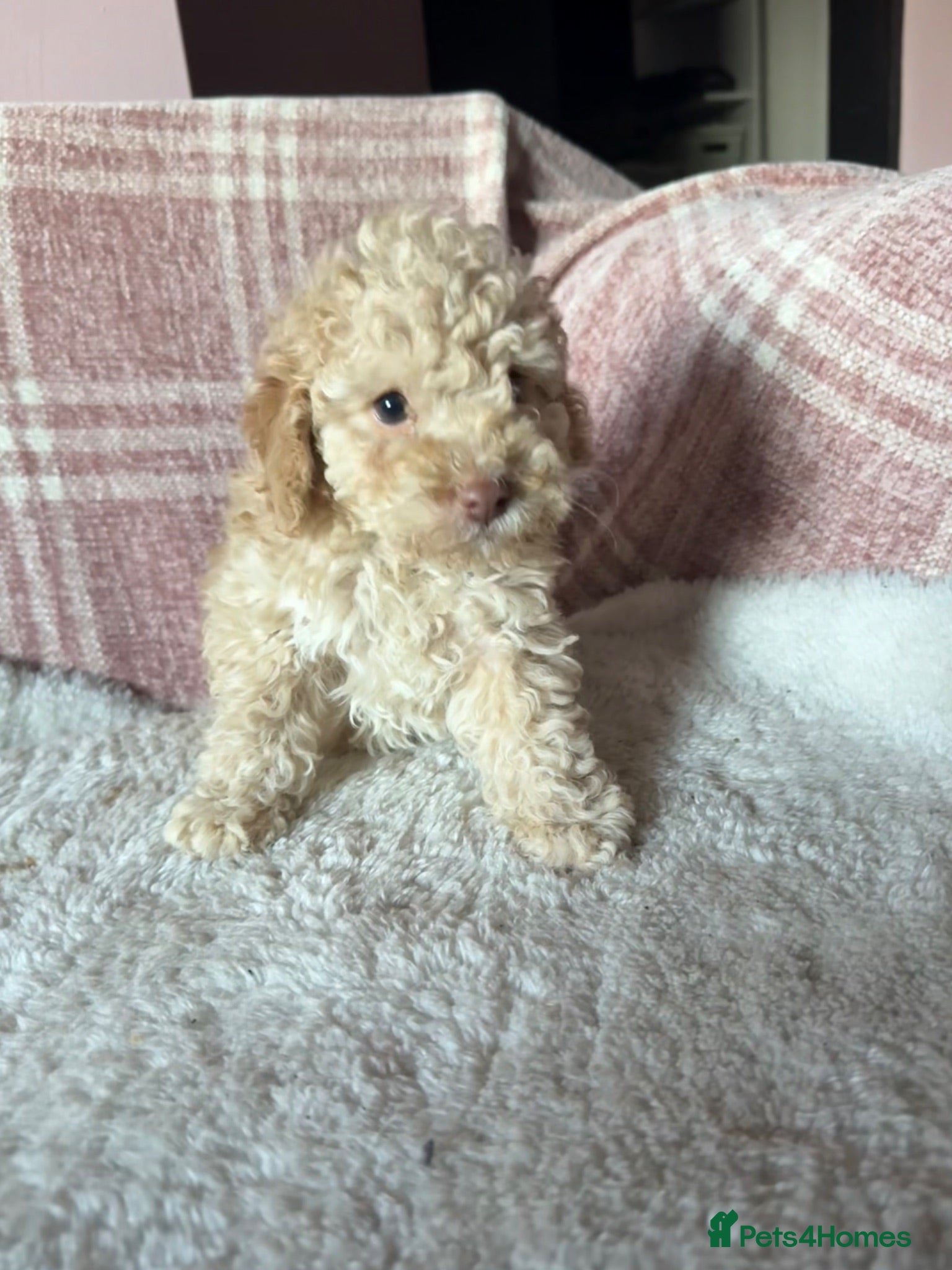 Toy Poodle dogs Beautifiul Small Toy Poodle Babies READY NOW - Advert 6