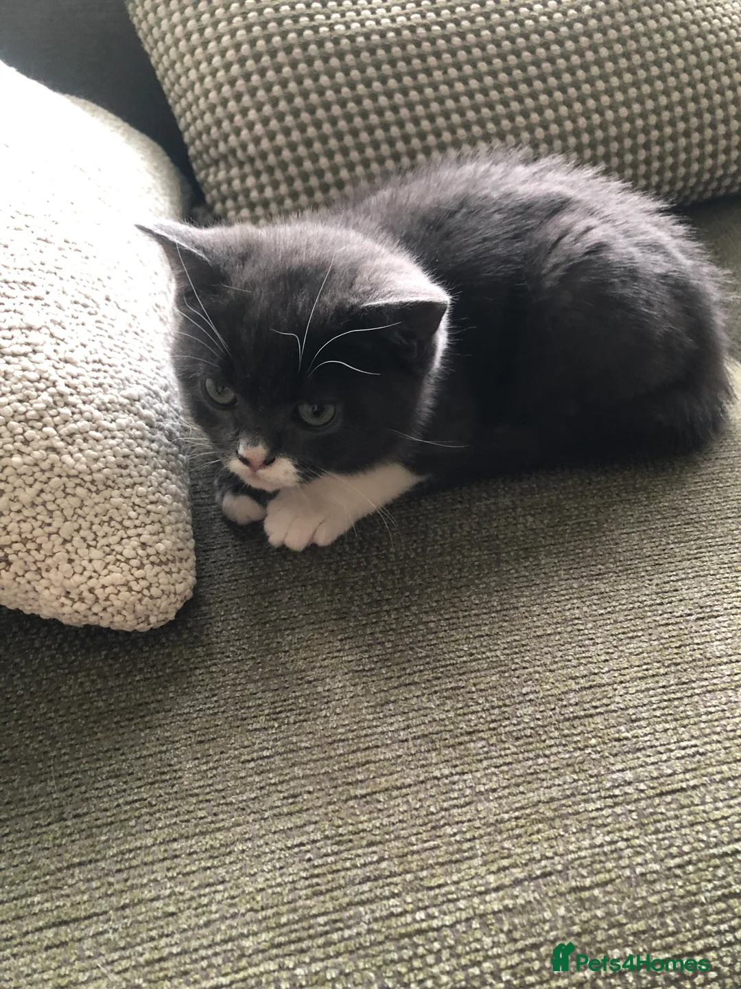 Mixed Breed cats for sale: 1 adorable, playful, grey and white male kitten.  - Advert 3