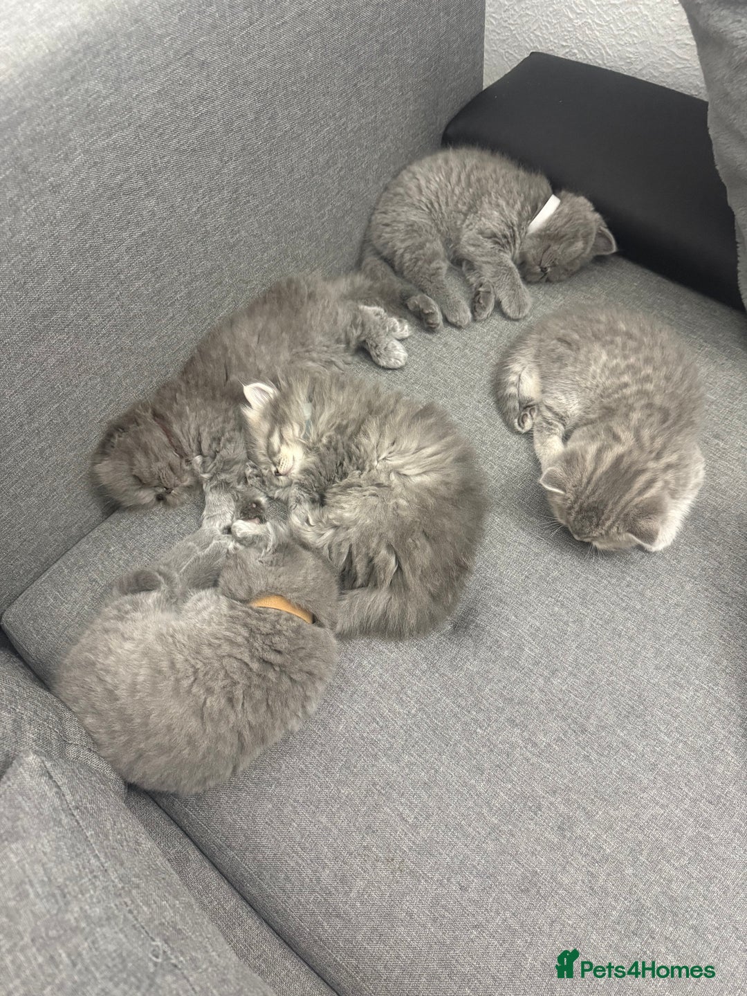 Scottish Fold cats for sale: Scottish fold kittens  - Advert 12