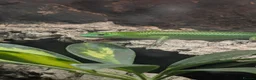 Skink reptiles for sale: Young Emerald tree skink - Advert 3