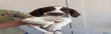 English Springer Spaniel 1