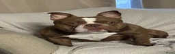 American Bully dogs for stud: For stud  - Advert 2