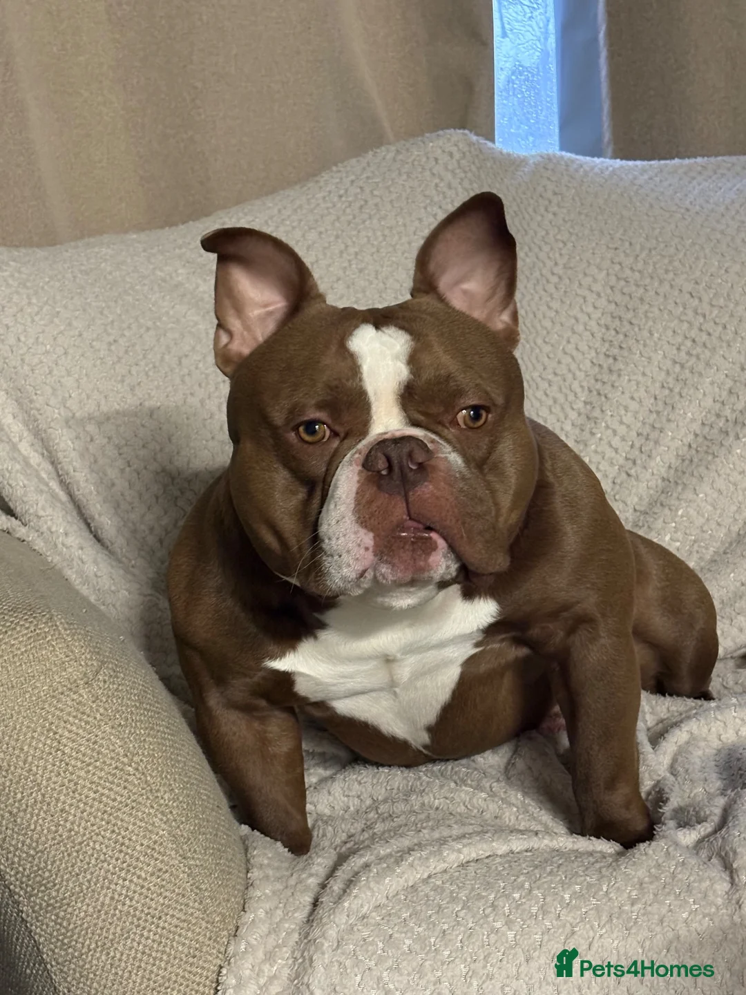 American Bully dogs for stud: For stud  - Advert 2