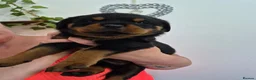 Rottweiler dogs for sale: Stunning fully health tested rottweiler pups in Sheffield - Advert 10