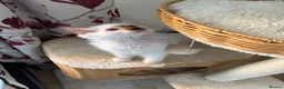 Ragdoll cats for sale: Ragdoll kitten  - Advert 3